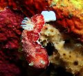 Chromodoris Nudibranch